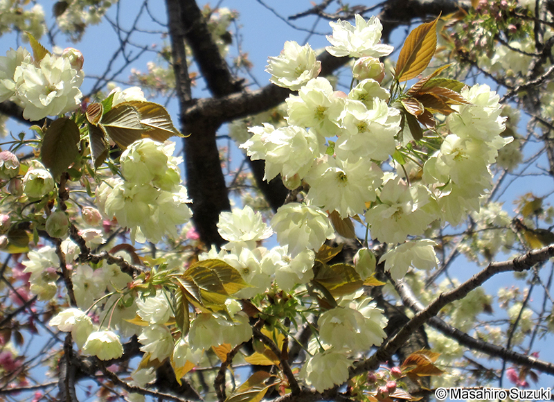 ウコンザクラ Cerasus serrulata 'Grandiflora'