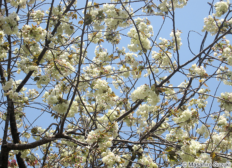 ウコンザクラ Cerasus serrulata 'Grandiflora'