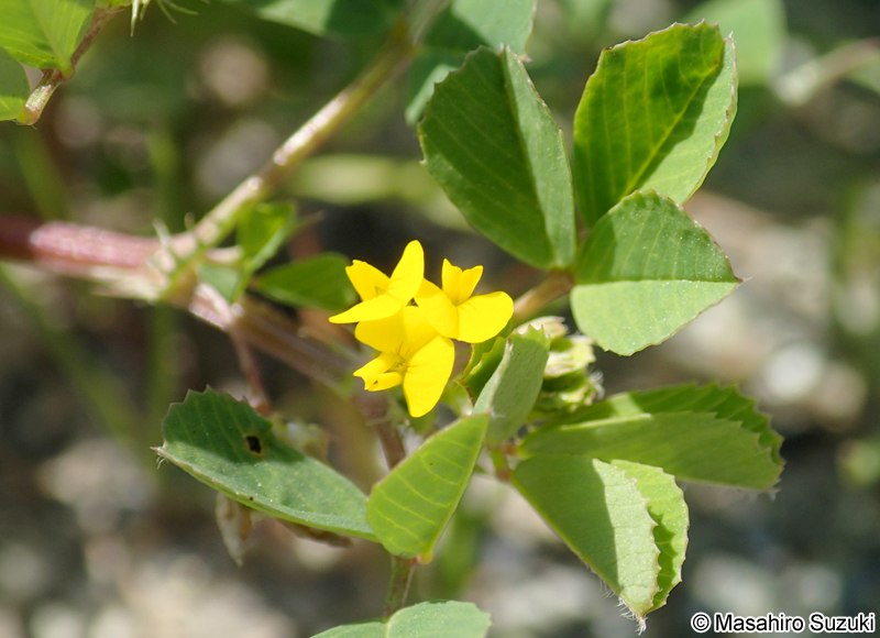 ウマゴヤシ Medicago polymorpha