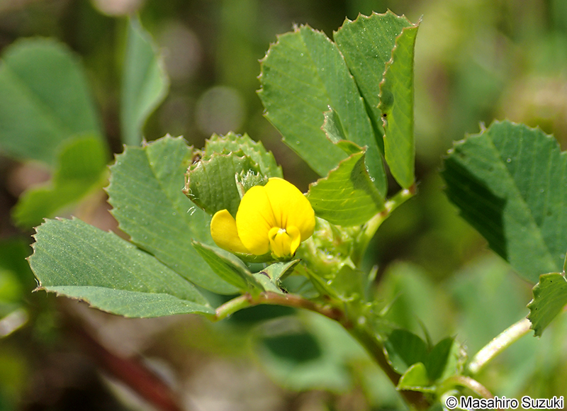ウマゴヤシ Medicago polymorpha