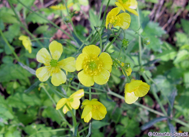 ウマノアシガタ Ranunculus japonicus