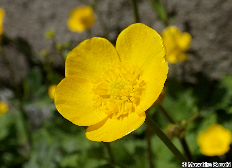 ウマノアシガタ Ranunculus japonicus