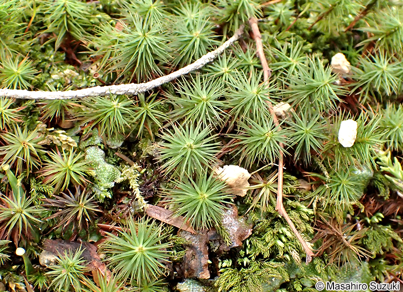 ウマスギゴケ Polytrichum commune