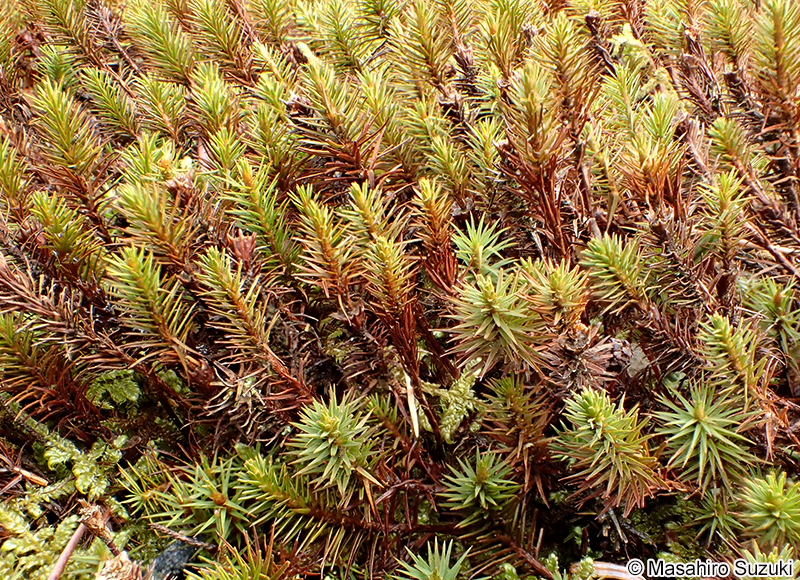 ウマスギゴケ Polytrichum commune