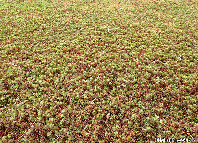 ウマスギゴケ Polytrichum commune