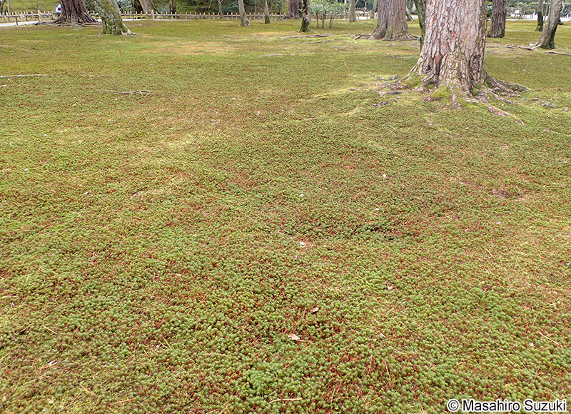 ウマスギゴケ Polytrichum commune