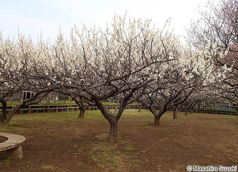 ウメ Armeniaca mume