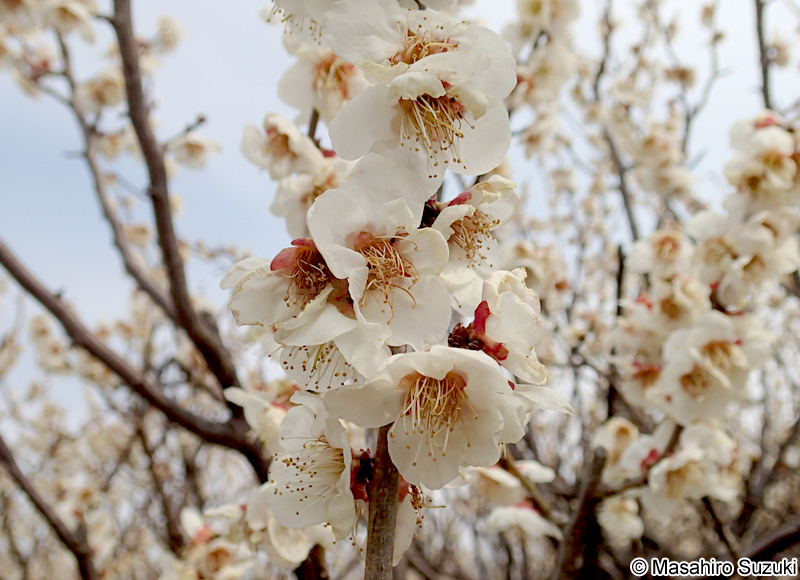 ウメ Armeniaca mume