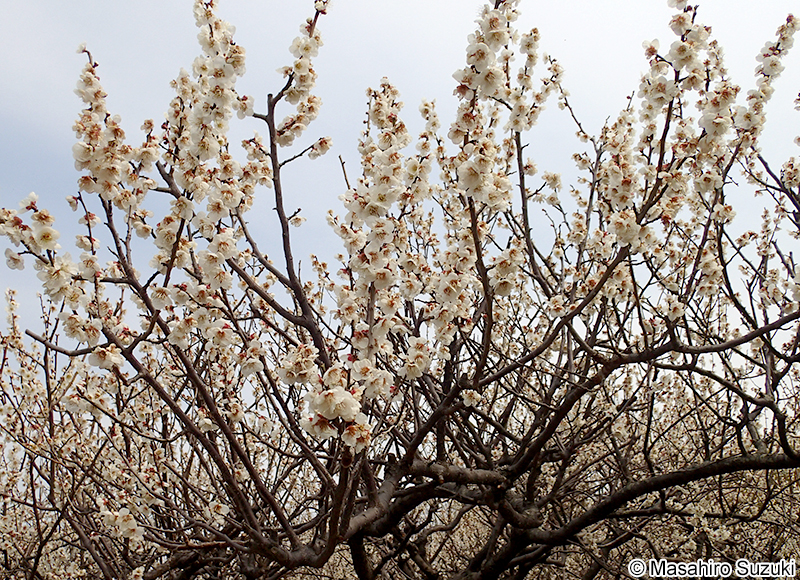 ウメ Armeniaca mume