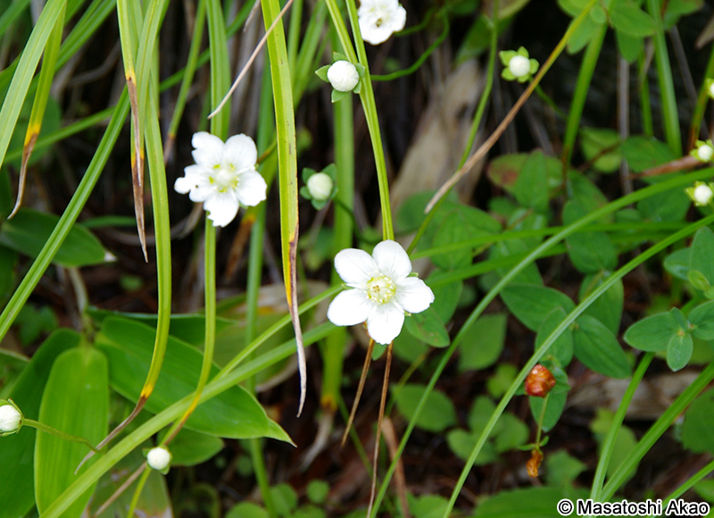 ウメバチソウ Parnassia palustris