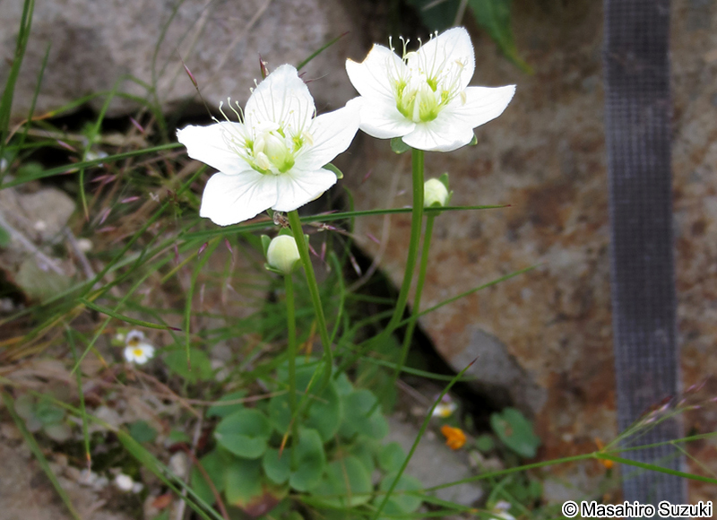 ウメバチソウ Parnassia palustris