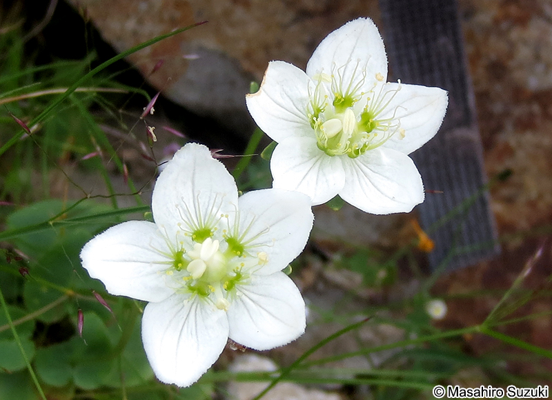 ウメバチソウ Parnassia palustris