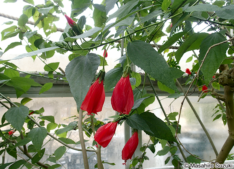 ウナズキフヨウ Malvaviscus penduliflorus