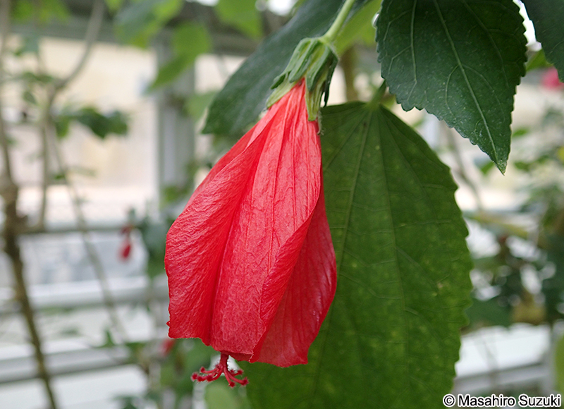 ウナズキフヨウ Malvaviscus penduliflorus