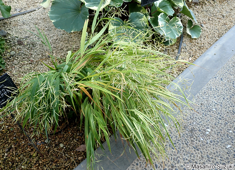 ウラハグサ Hakonechloa macra