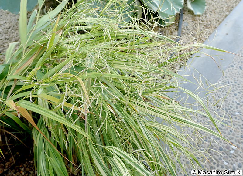 ウラハグサ Hakonechloa macra