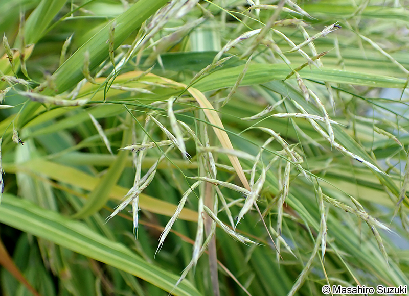 ウラハグサ Hakonechloa macra