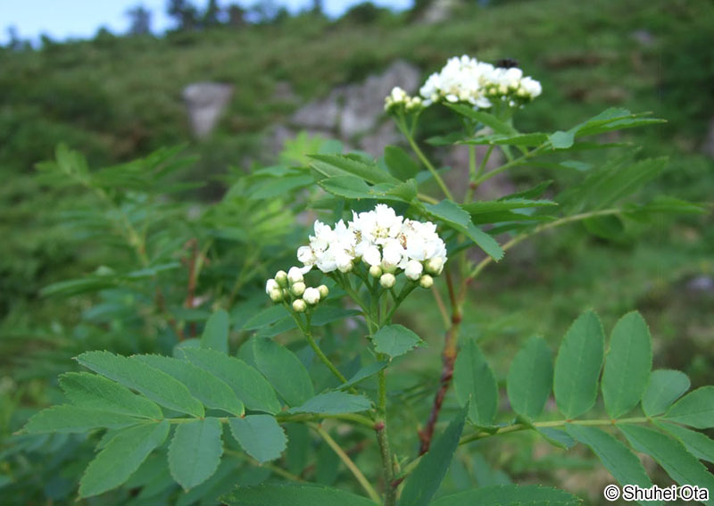 ウラジロナナカマド Sorbus matsumurana