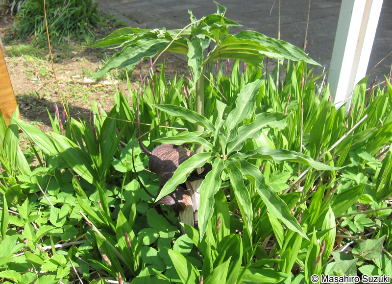 ウラシマソウ Arisaema thunbergii subsp. urashima