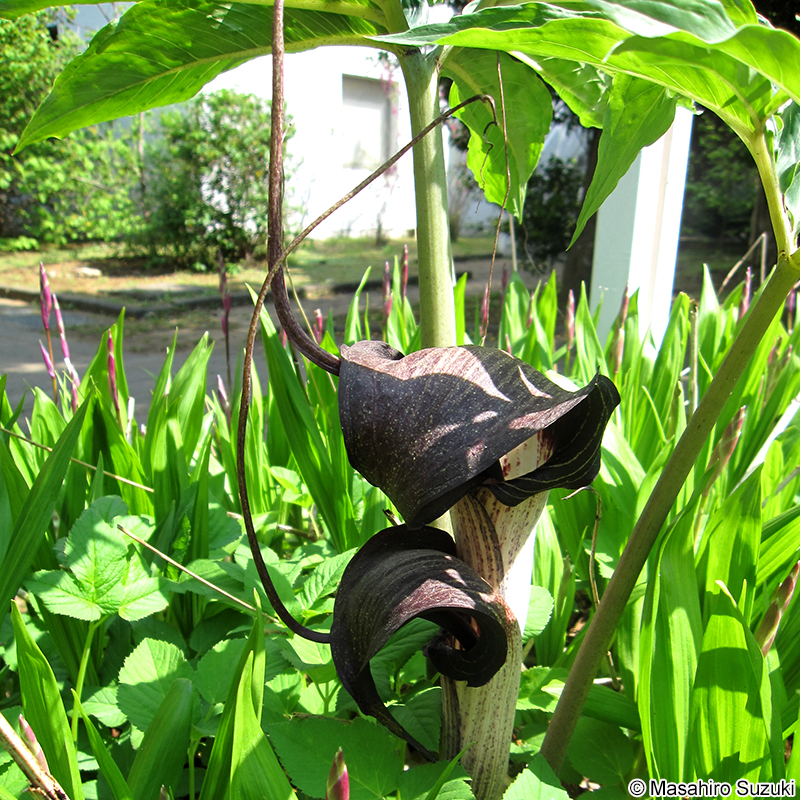 ウラシマソウ Arisaema thunbergii subsp. urashima