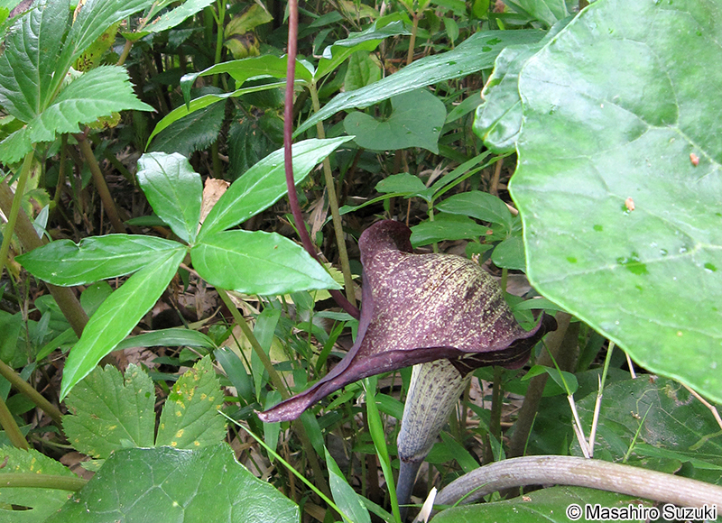 ウラシマソウ Arisaema thunbergii subsp. urashima