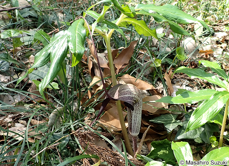 ウラシマソウ Arisaema thunbergii subsp. urashima