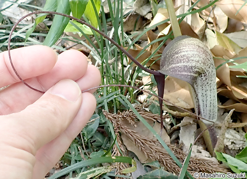 ウラシマソウ Arisaema thunbergii subsp. urashima