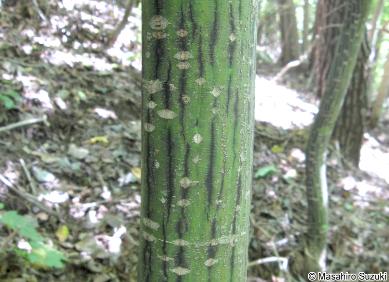 ウリハダカエデ Acer rufinerve