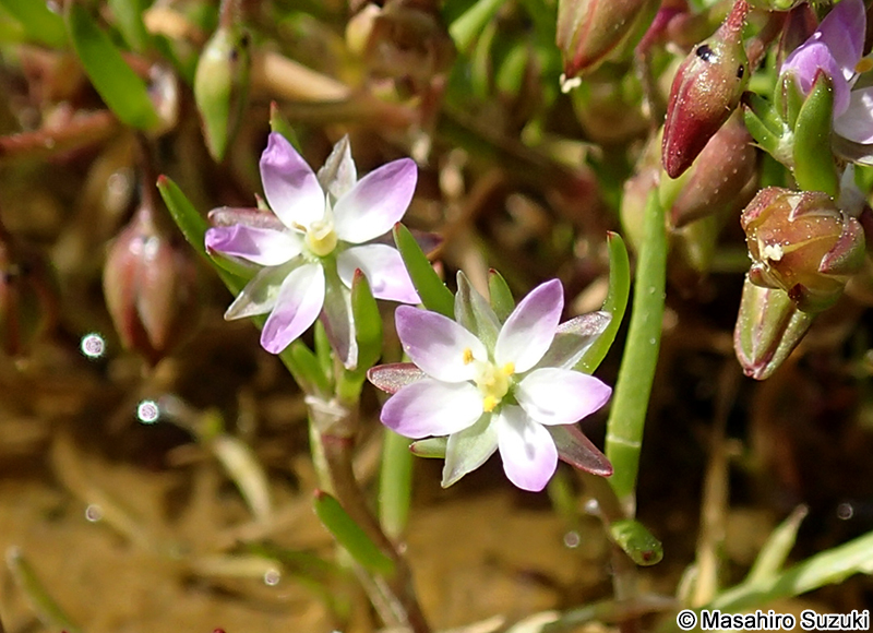 ウシオツメクサ Spergularia marina
