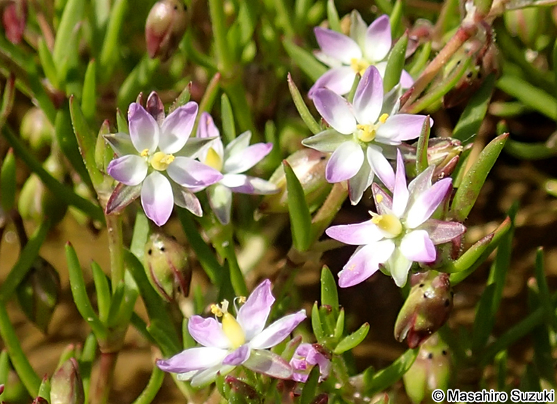 ウシオツメクサ Spergularia marina