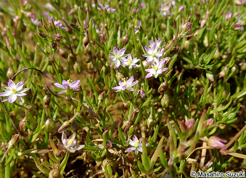 ウシオツメクサ Spergularia marina
