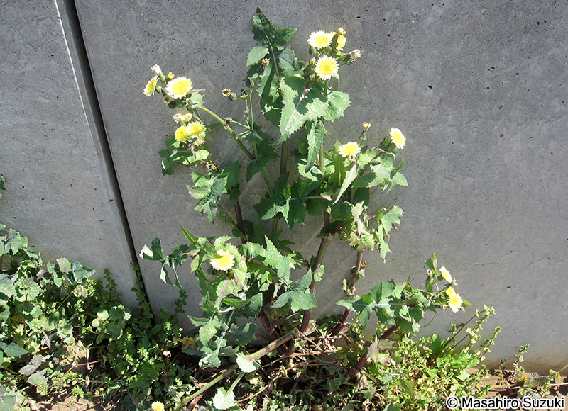 ウスジロノゲシ Sonchus oleraceus f. lilacina