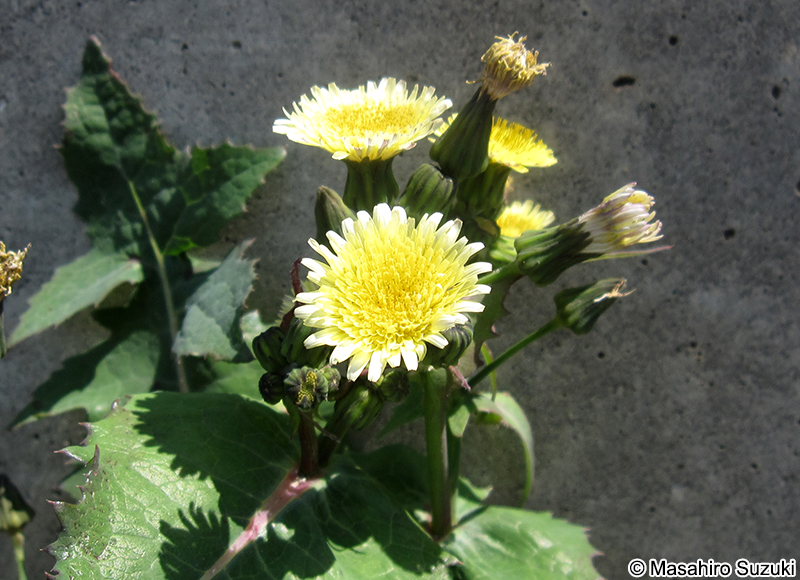 ウスジロノゲシ Sonchus oleraceus f. lilacina