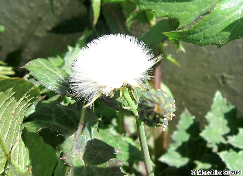 ウスジロノゲシ Sonchus oleraceus f. lilacina