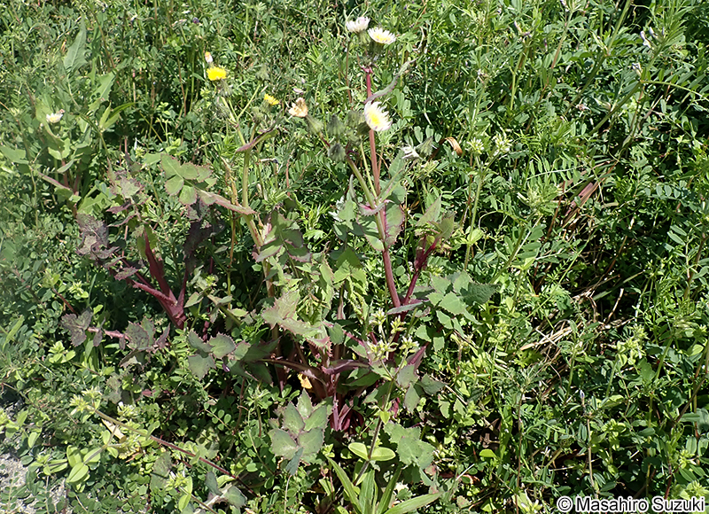 ウスジロノゲシ Sonchus oleraceus f. lilacina