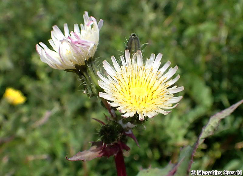 ウスジロノゲシ Sonchus oleraceus f. lilacina