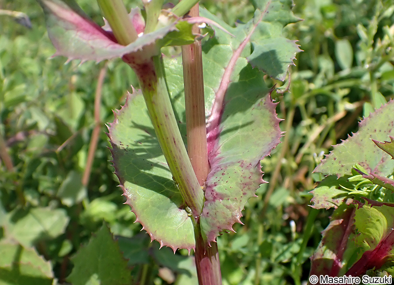 ウスジロノゲシ Sonchus oleraceus f. lilacina