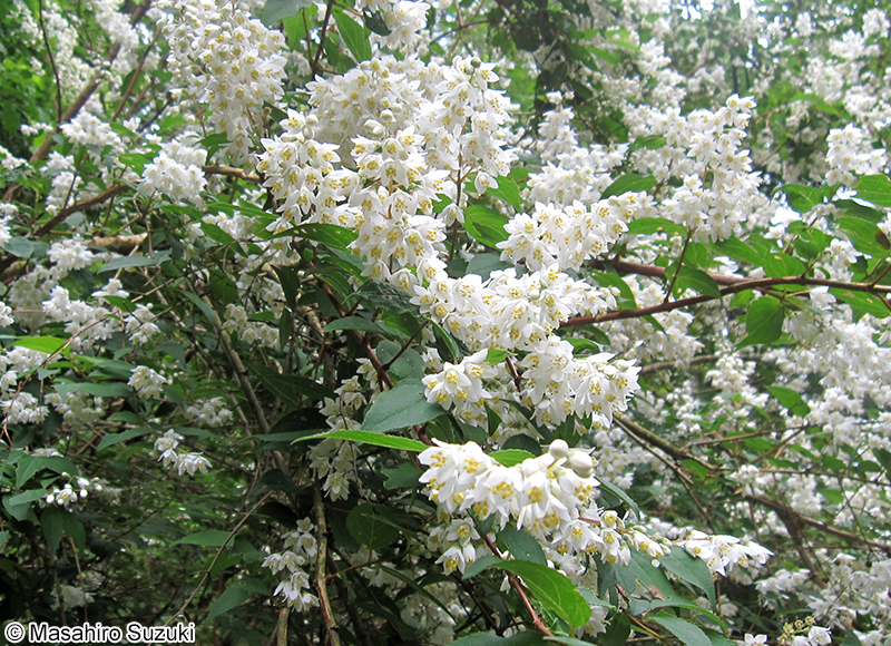 ウツギ Deutzia crenata