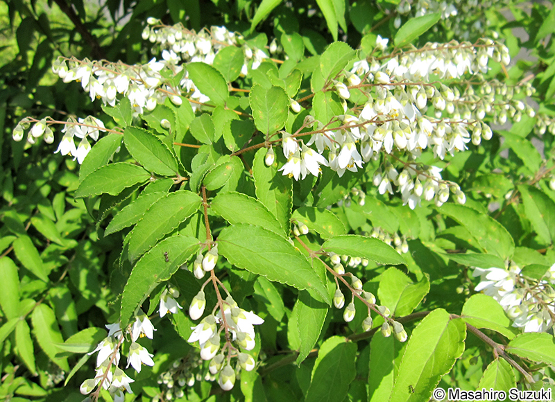 ウツギ Deutzia crenata