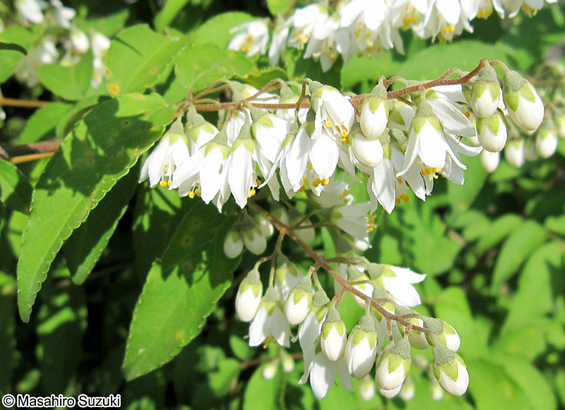 ウツギ Deutzia crenata