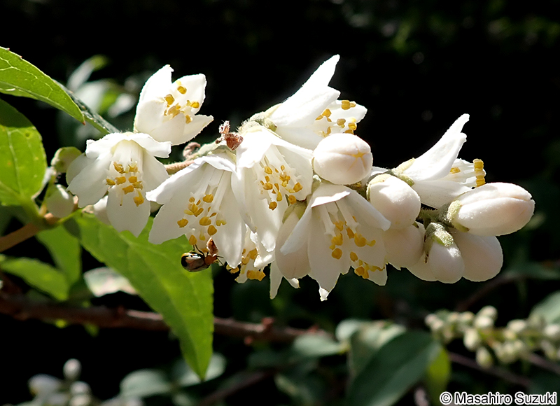 ウツギ Deutzia crenata