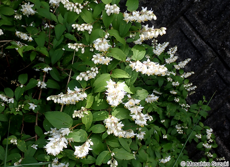 ウツギ Deutzia crenata