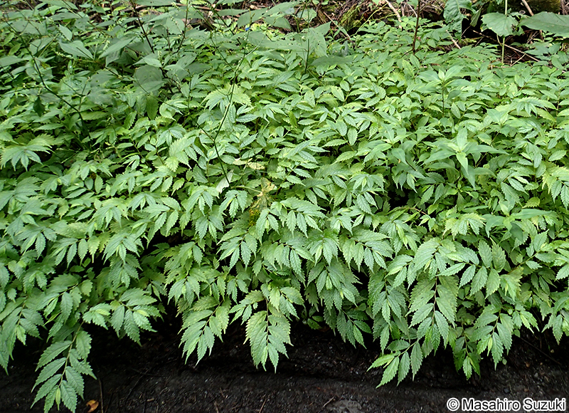 ウワバミソウ Elatostema involucratum