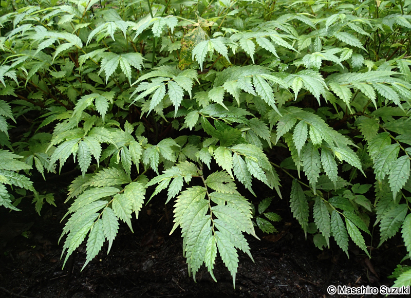 ウワバミソウ Elatostema involucratum