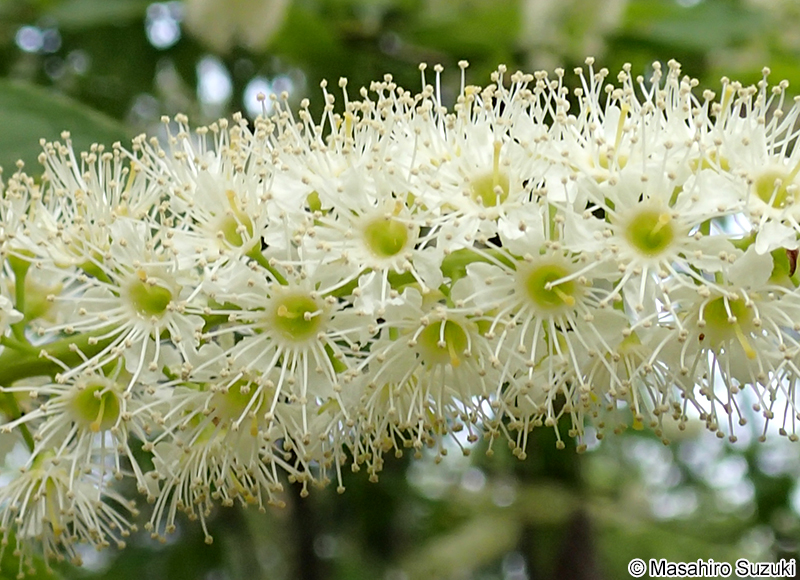 ウワミズザクラ Padus grayana