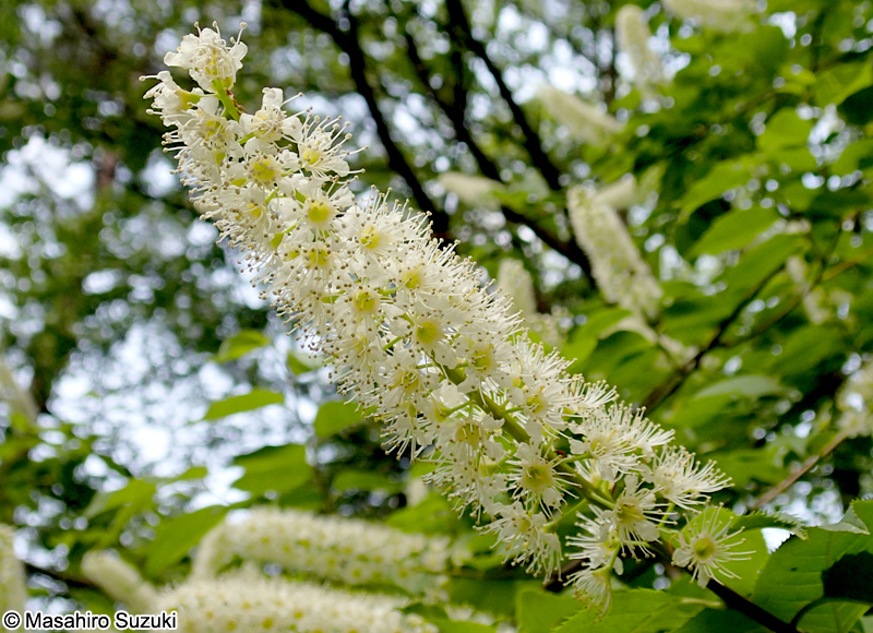 ウワミズザクラ Padus grayana