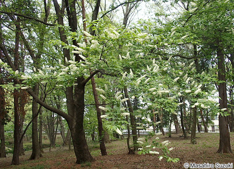 ウワミズザクラ Padus grayana
