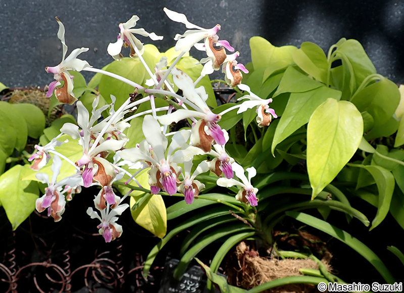 コウトウヒスイラン Vanda lamellata