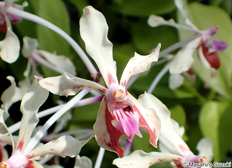 コウトウヒスイラン Vanda lamellata
