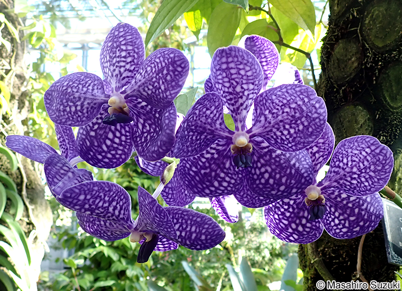 バンダ Vanda